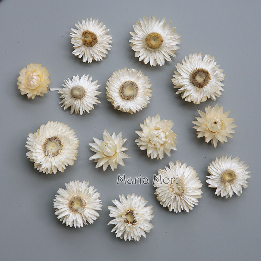 Natural Dried Colorful Chrysan - Baby Products review and price