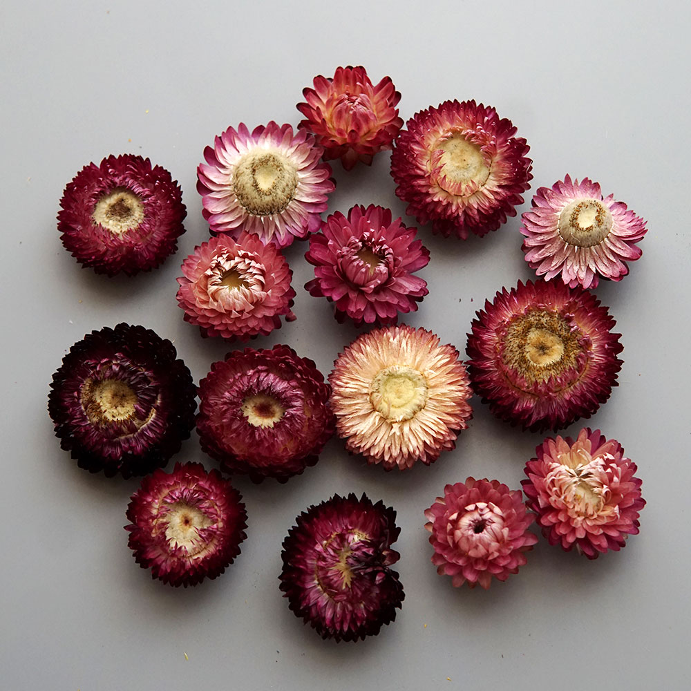 Natural Dried Colorful Chrysan - Baby Products review and price